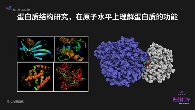 人工智能赋能：智能预测蛋白质结构与功能解析