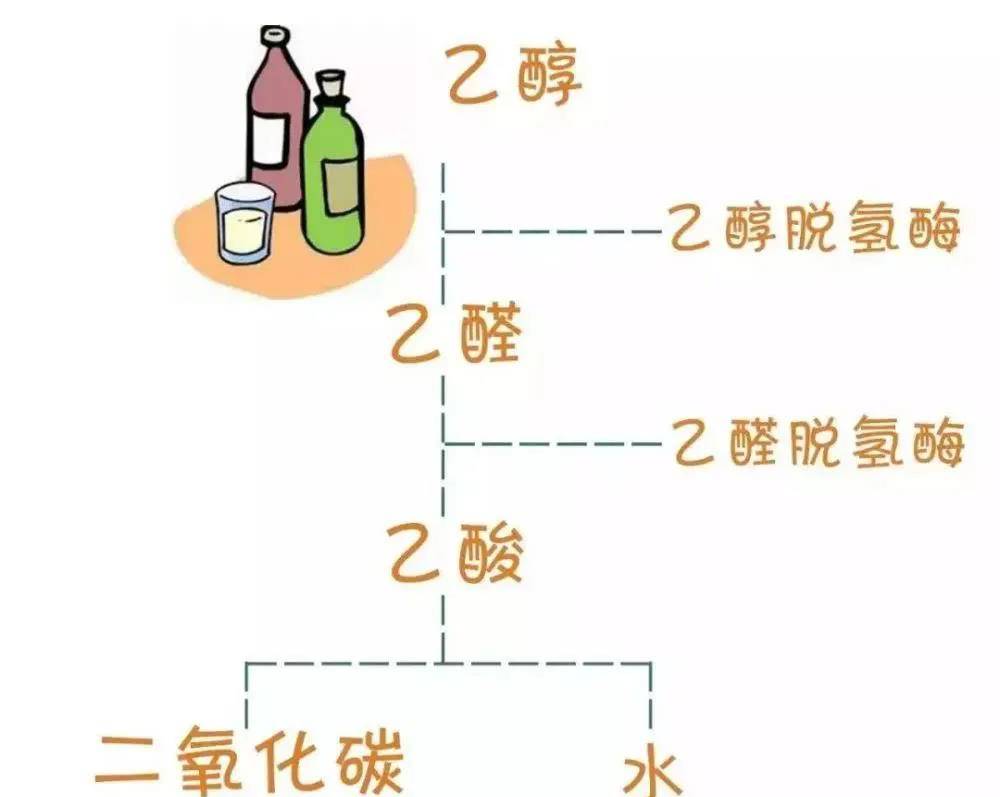 喝酒转化过程：酒精在人体内的分解与转化酶作用详解