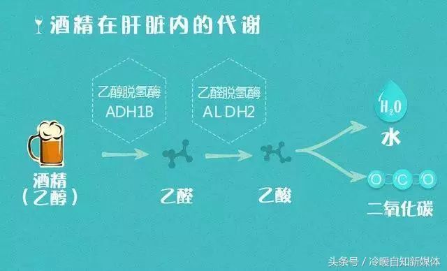 喝酒转化过程：酒精在人体内的分解与转化酶作用详解