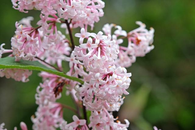 丁香花的花语：探寻什么寓意的丁香花香花中的爱情奥秘