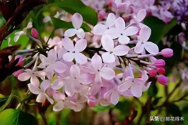 丁香花的起源、生长过程与繁殖方式全解析