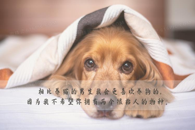 爱犬的文案：短句干净治愈，馨说说，关于狗狗的治愈句子