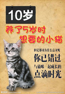 全面收录：猫咪创意文案句子及灵感集锦，解决各类猫咪主题内容需求