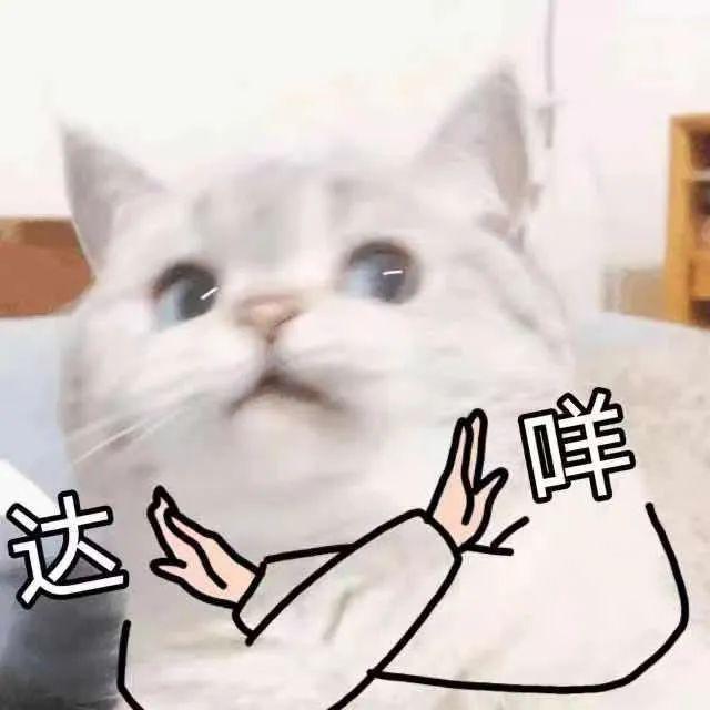 小猫ai文案