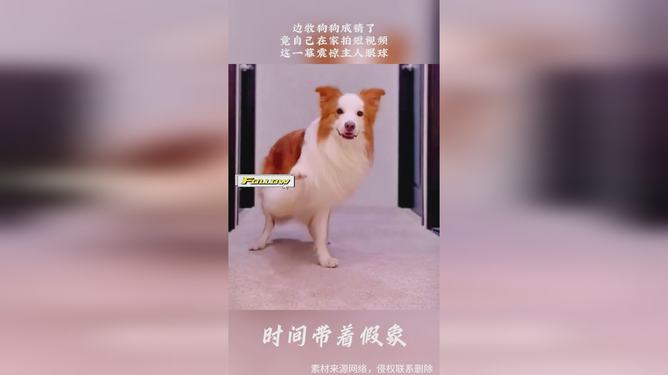 狗狗AI变身文案怎么写好：打造吸引眼球的创意指南