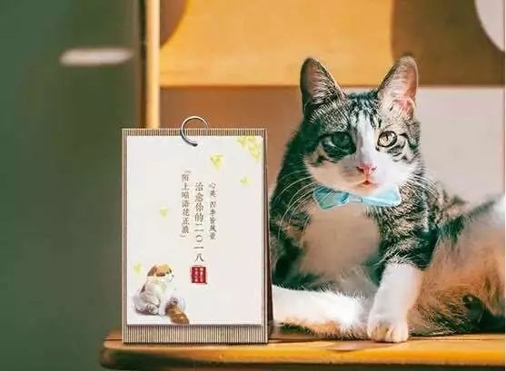 全方位解析：猫咪写作技巧与创意灵感指南