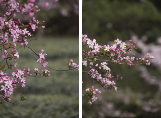 海棠花诗意美句汇编：古典与现代文艺风格一览