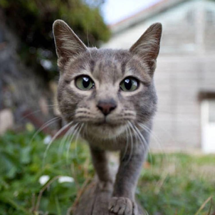 猫咪情集：治愈心灵的故事与感动瞬间