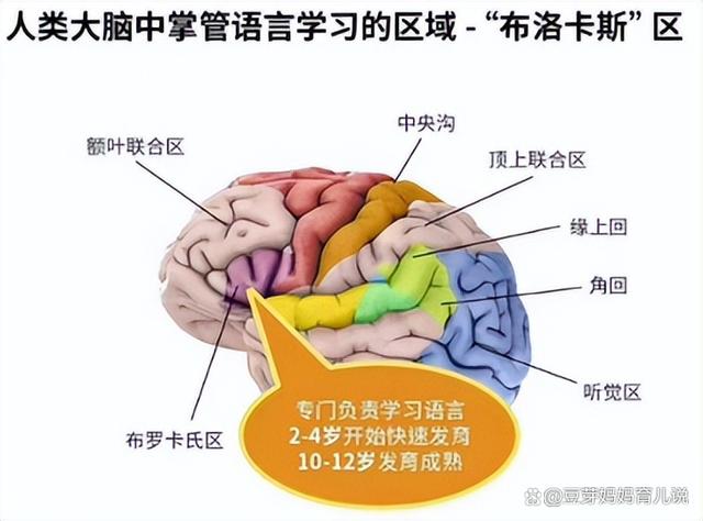 探索尼克区：揭秘大脑中掌管语言的神秘区域——尼克与尼克之关联