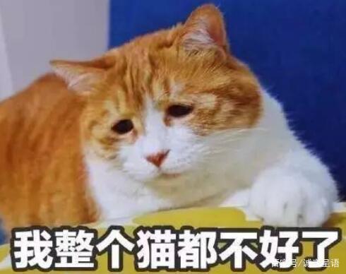 探索猫表情包：揭秘猫头作者身份