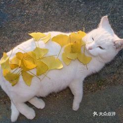 关于猫咪的爱：猫猫与朋友们的可爱文案汇编