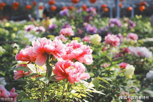 奈花园的意境：音乐、诗歌、花卉与寓意解析