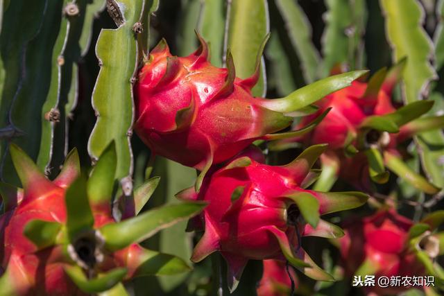 全面解析火龙果（Pitaya）：种植、营养、食谱与应用指南