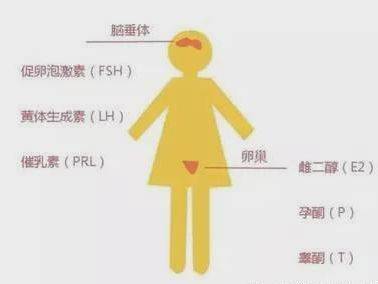 女性生命周期解析：AI动画短片深度解读女人不同阶的精彩瞬间