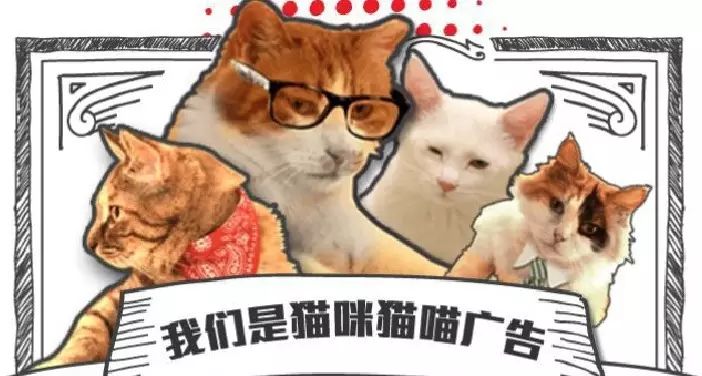 猫咪创作达人：揭秘如何利用猫咪内容赚取收益