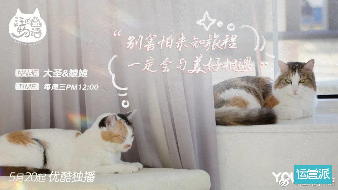 ai猫自愈文案