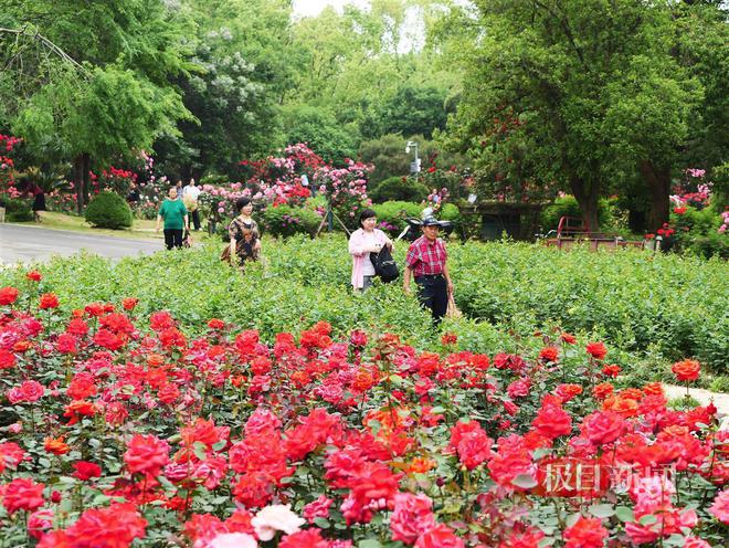 探秘玫瑰花海：浪漫景点指南与拍摄技巧大全