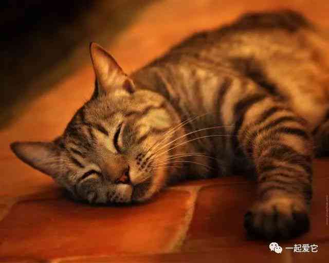 揭秘猫咪睡眠惯：探究猫儿们悠然梦乡的奥秘