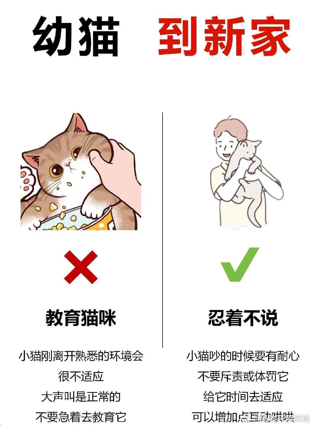 全方位指南：轻松驯服猫咪，解决所有养猫难题