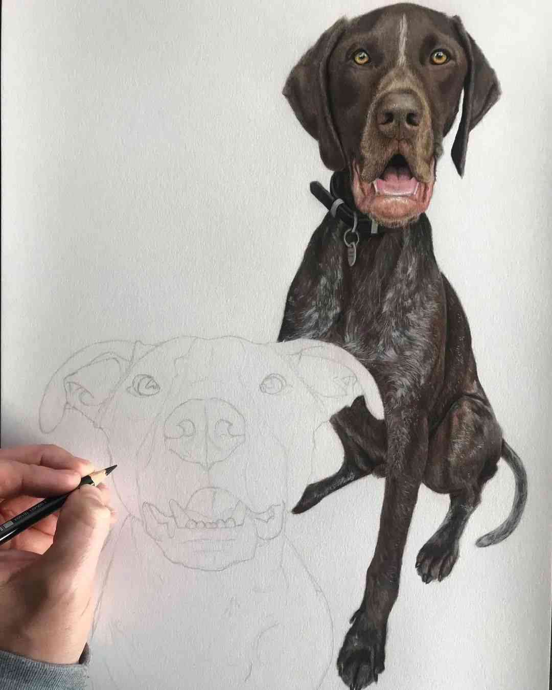  step-by-step 犬手绘教程：绘制真实感犬画作全过程