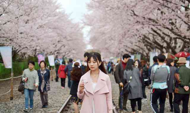 樱花节：捕捉与樱花的美妙合影攻略