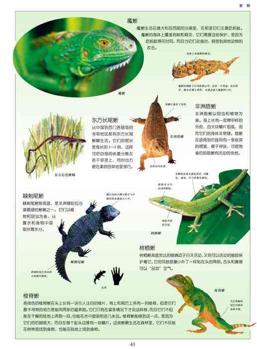 动物世界知识宝典：全面收录各类动物解说词与详细信息指南