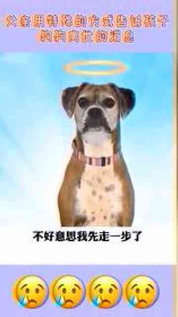 ai创作狗狗搬砖咒语大全：宠物犬劳动神奇口诀集锦