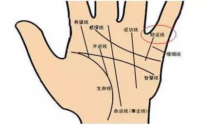 幽默的解说：爱情线手相与动物世界趣味解读