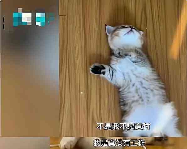 猫咪音乐奇缘：探秘猫创作的原声魅力