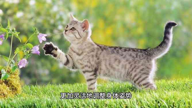 猫咪创作全解析：探索猫咪的作息规律与创作时间之谜