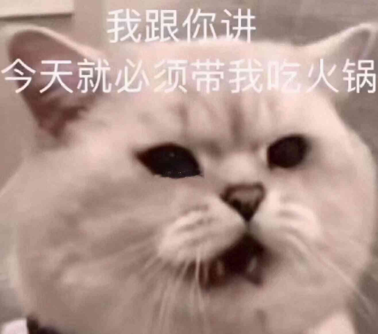 猫咪相伴，心灵对话：与猫同框的创意文案集锦