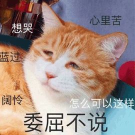 晒猫咪的文案：短句干净治愈、简短、搞笑写作指南