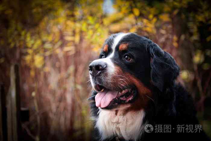 恩山犬的叫声特性与喜好探究