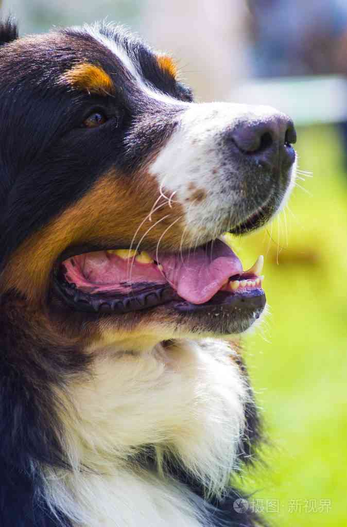 恩山犬的叫声特性与喜好探究