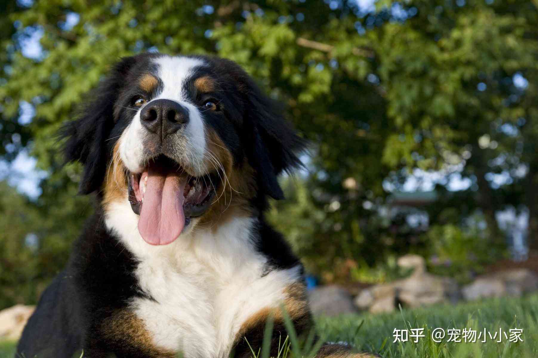 恩山犬的叫声特性与喜好探究